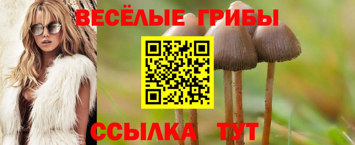 Псилоцибиновые грибы Psilocybe Гуково